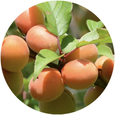 won mae golden maesil